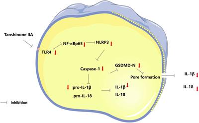 Tanshinone IIA inhibits cardiomyocyte pyroptosis through TLR4/NF-κB p65 pathway after acute myocardial infarction